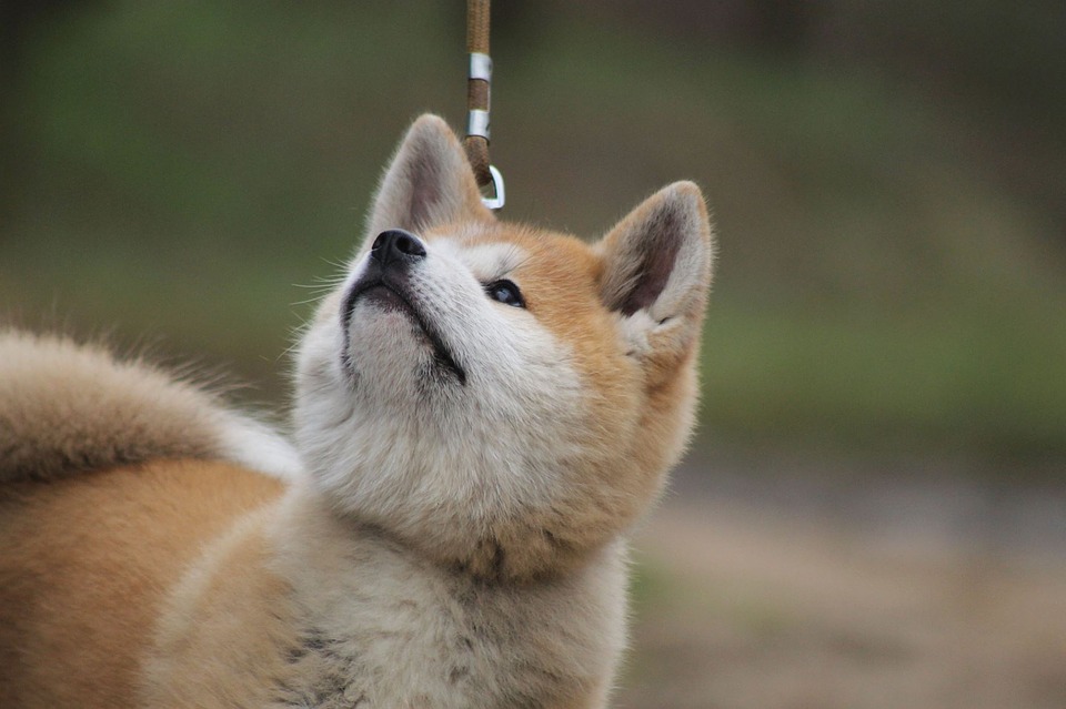 akita1